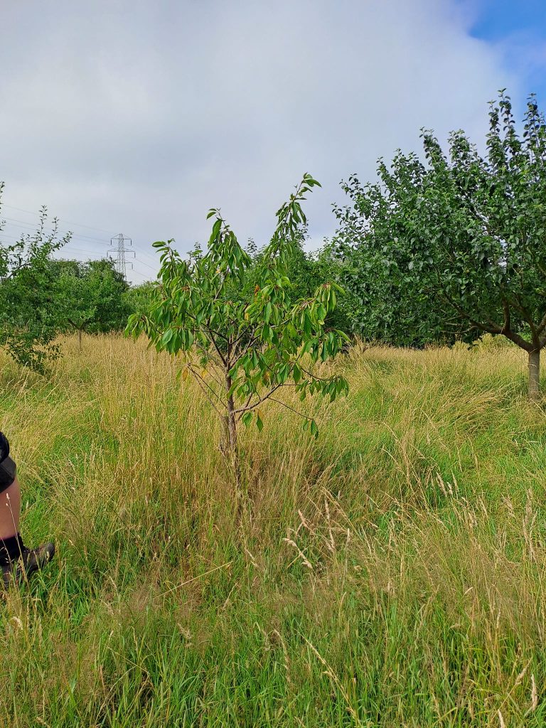 Orchard tree