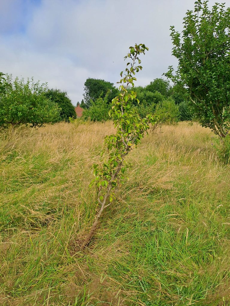 Orchard tree