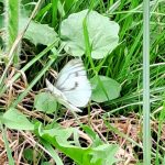 Wildlife day - Large White