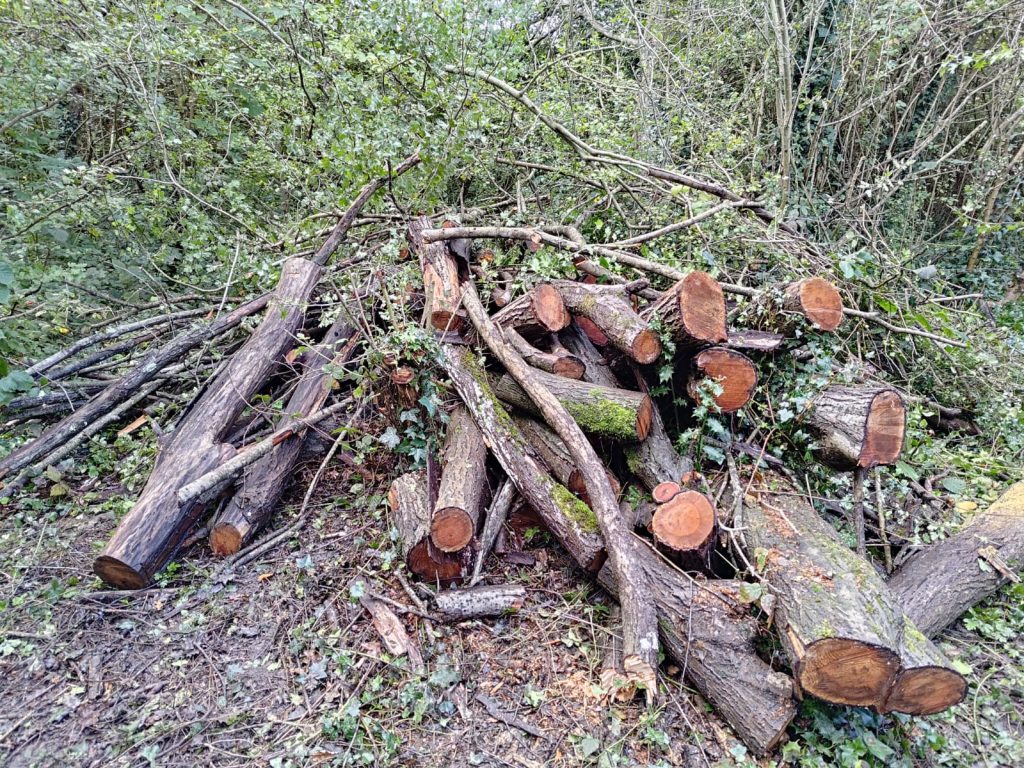 Conservation: ... and deadwood piles