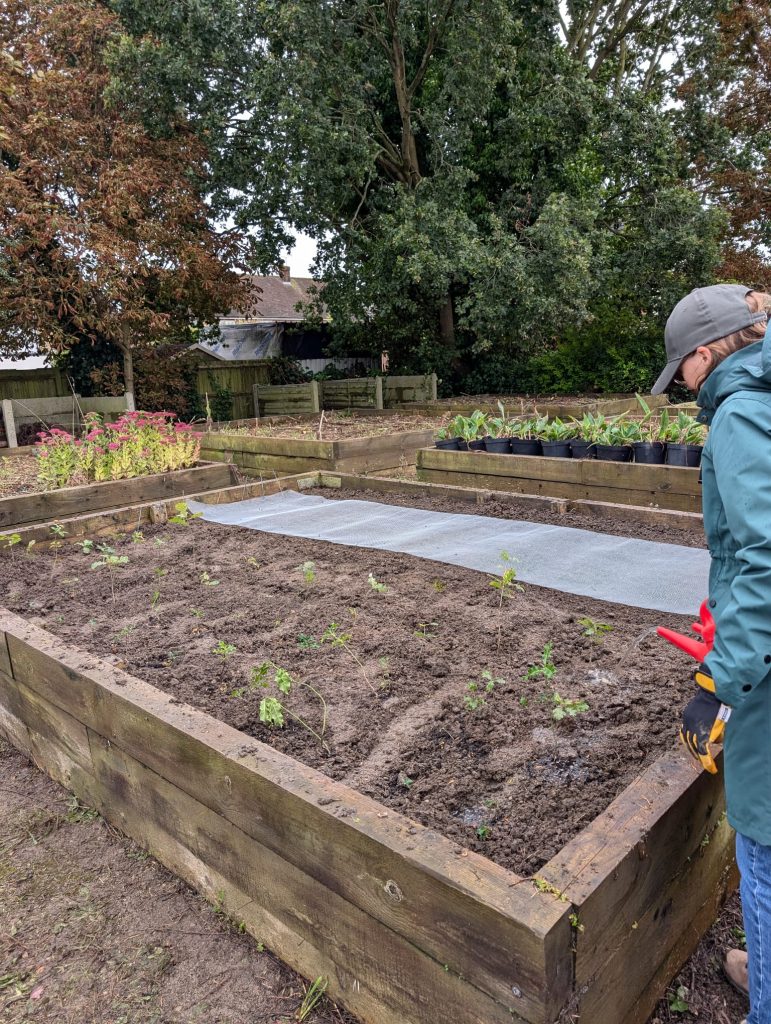 Conservation: planting saplings and seedlings